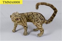 Formosan Clouded Leopard Collection Image, Figure 18, Total 29 Figures